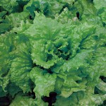 What is Organic Gardening?